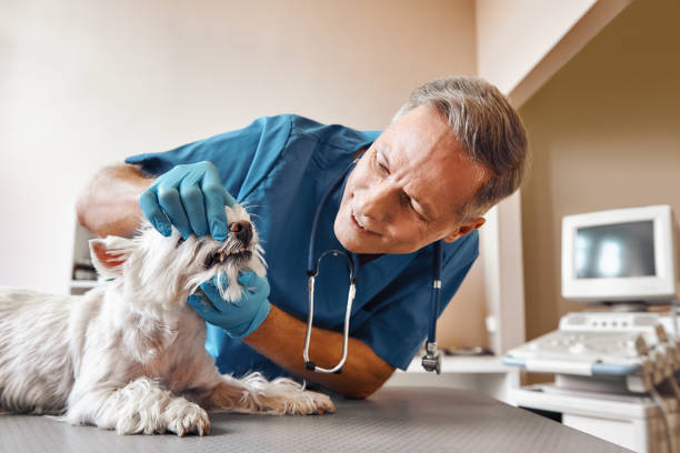 Best Emergency Tooth Extraction in River Falls, WI